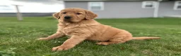 Golden Retriever dogs for sale: Annabelle  - Ad 14