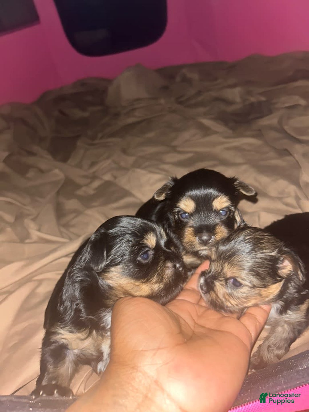 Gallery Image {{count}}