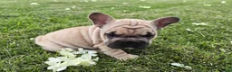 French Bulldog dogs for sale: Percy - Ad 5