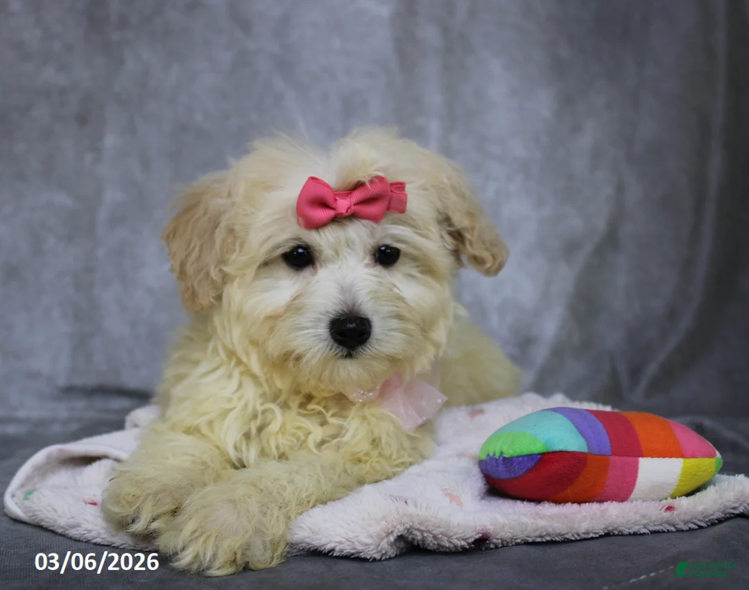 Mini Aussiedoodle dogs for sale: Calli - Ad 2