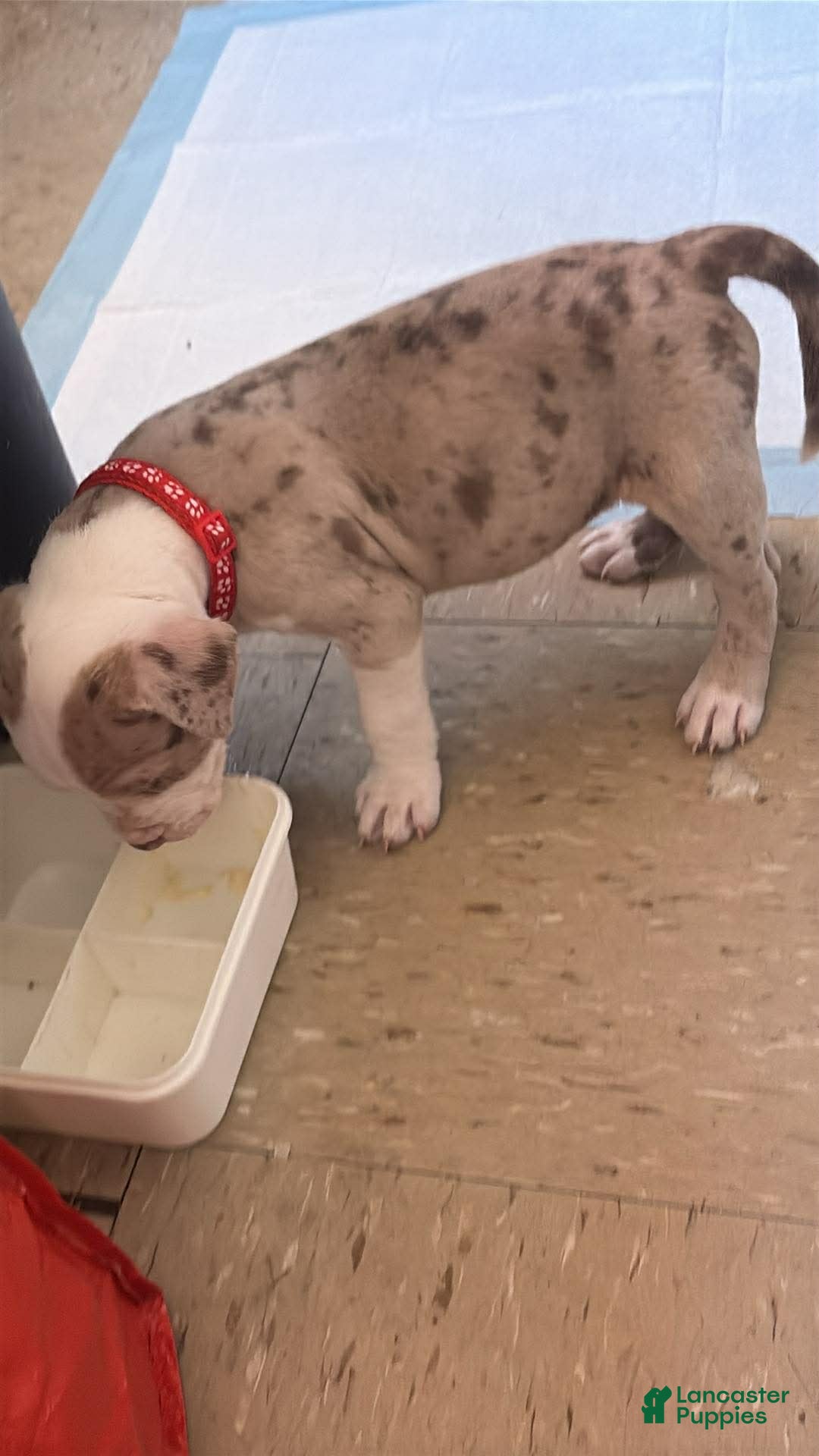 American Bully dogs Titus - Ad 40