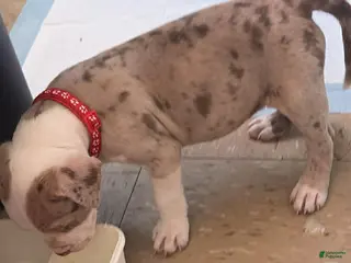 American Bully dogs Titus - Ad 40