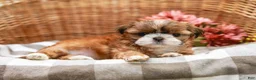 Shih Tzu dogs for sale: Arlan - Ad 5