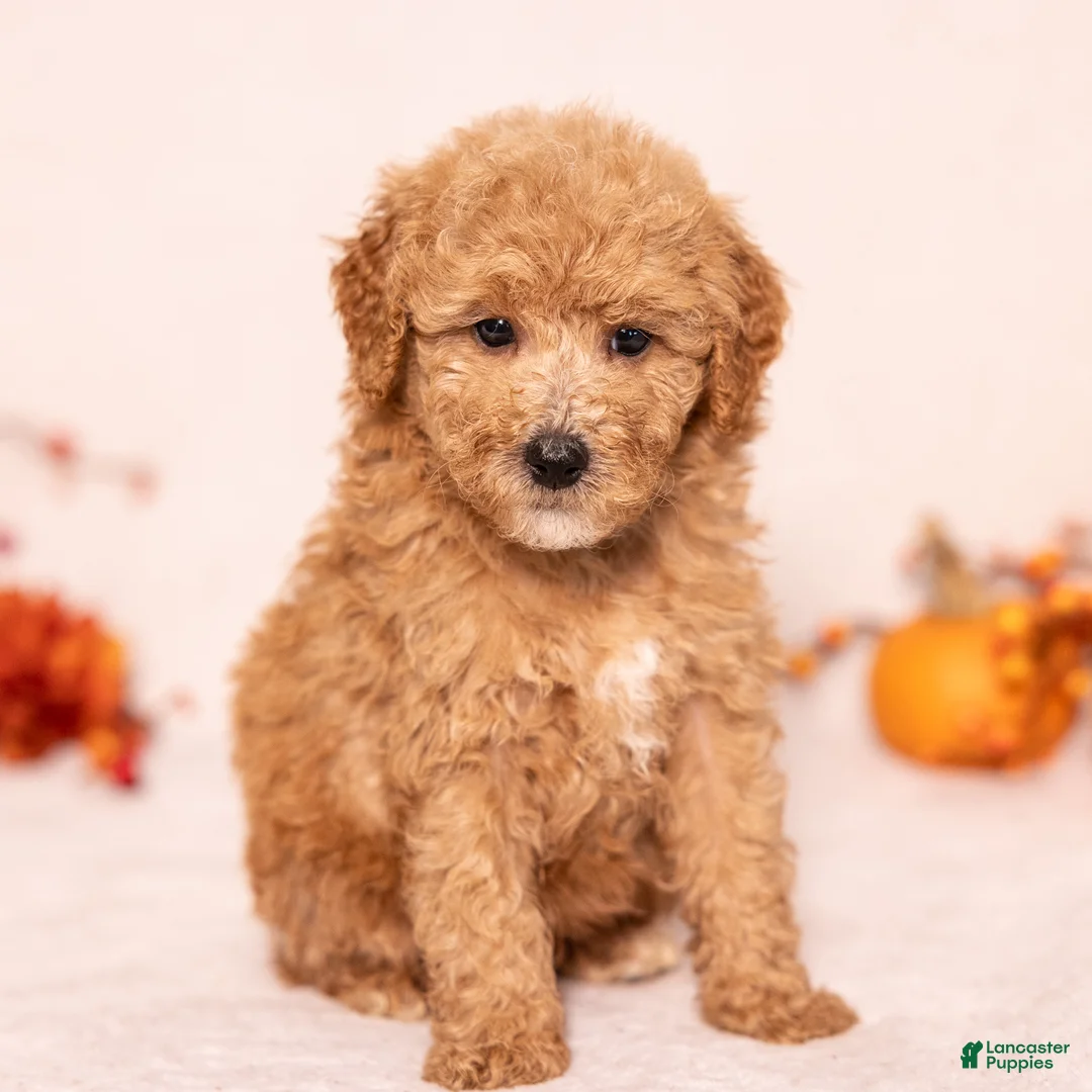 Miniature Poodle dogs for sale: Oscar - Ad 1