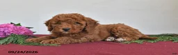 Mini Goldendoodle dogs for sale: Mindy - Ad 4