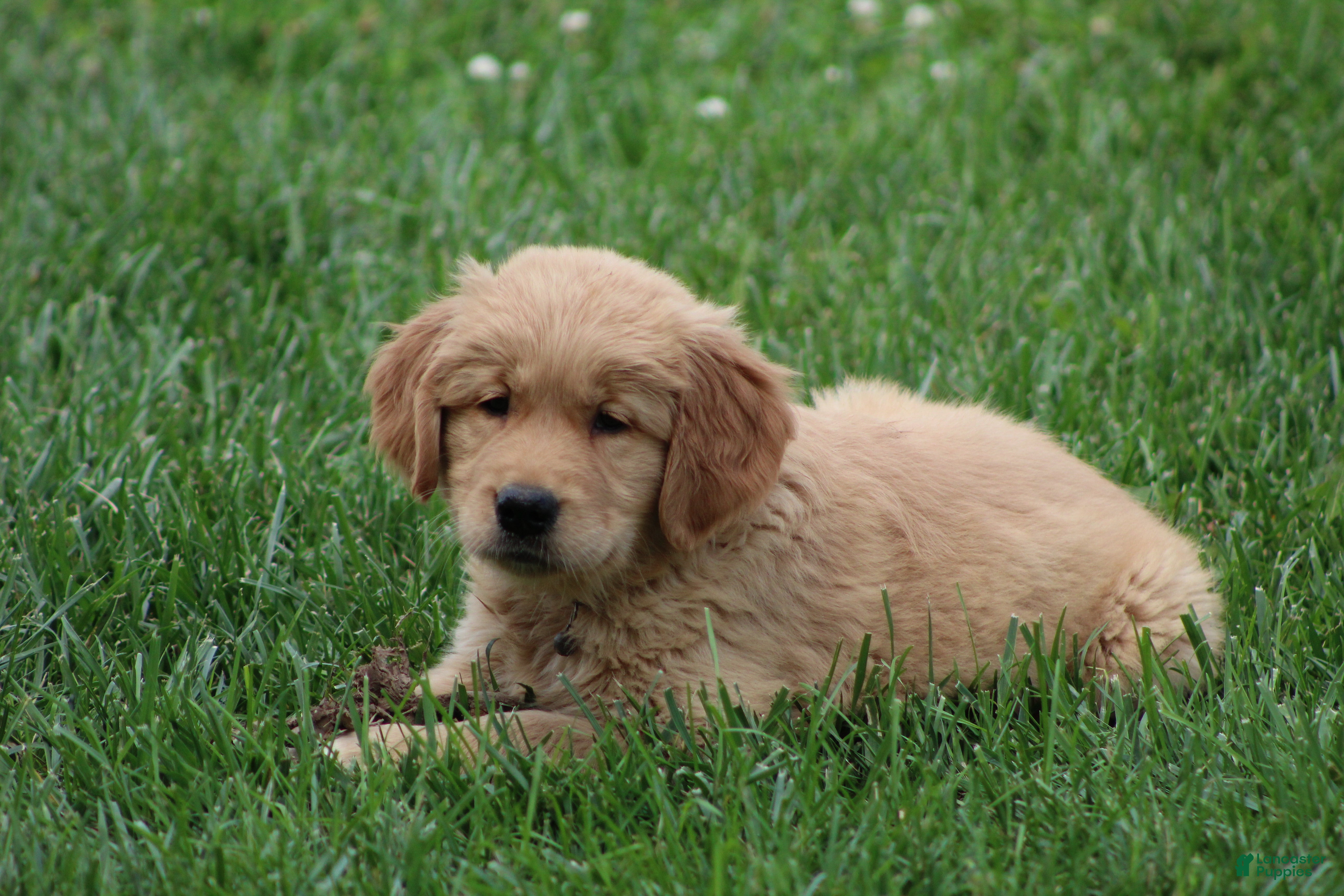 Golden Retriever dogs Sophie - Ad 2