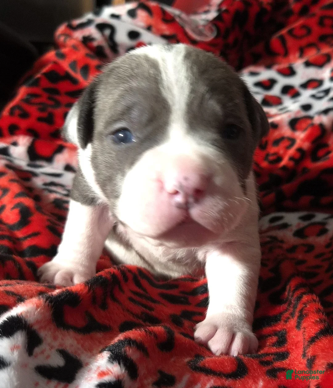 Mixed Breed dogs for sale: "BIGGIE SMALLZ" - Ad 6