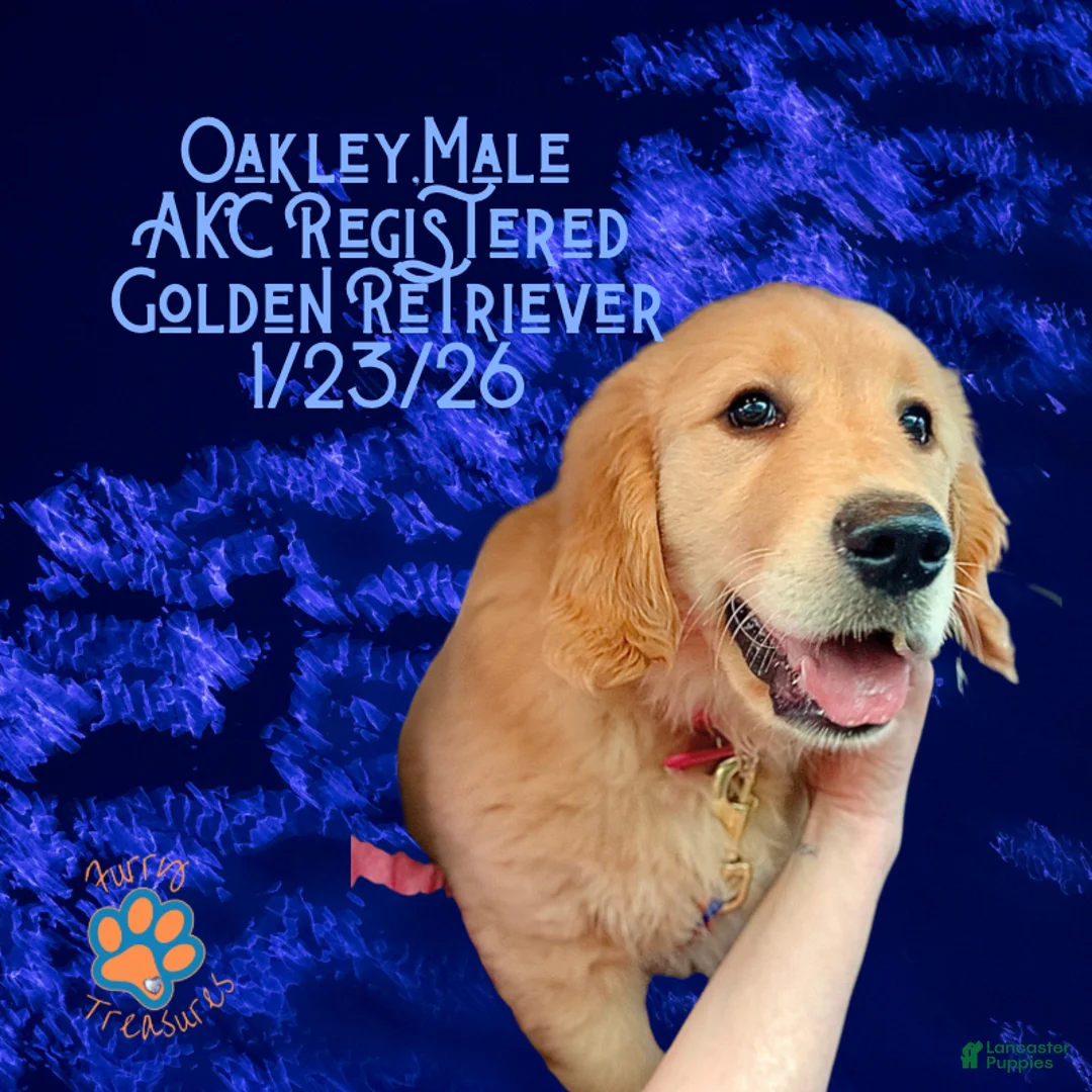 Golden Retriever dogs for sale: Oakley, Golden Retriever, Male - Ad 22