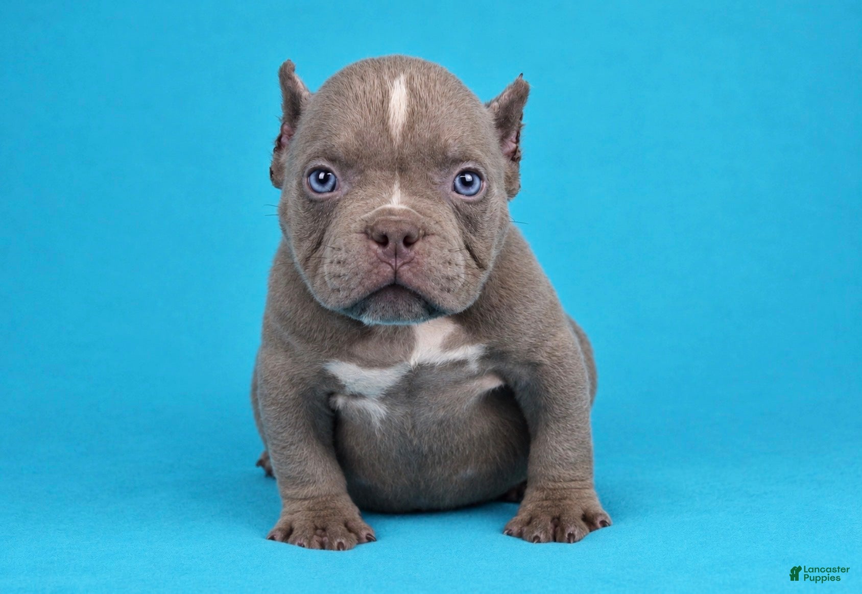 American Bully dogs Lilac Male - Ad 1