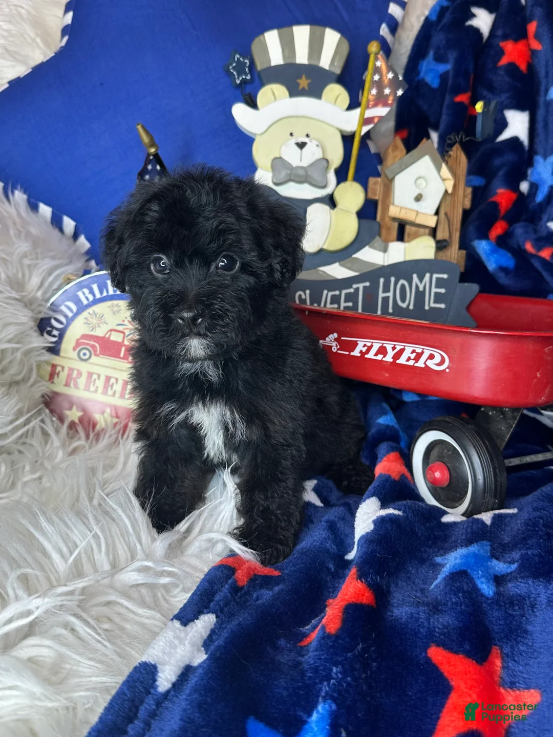 Yorkiepoo dogs for sale: Bambi - Ad 3