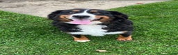 Bernese Mountain Dog dogs for sale: Pumbaa  - Ad 13