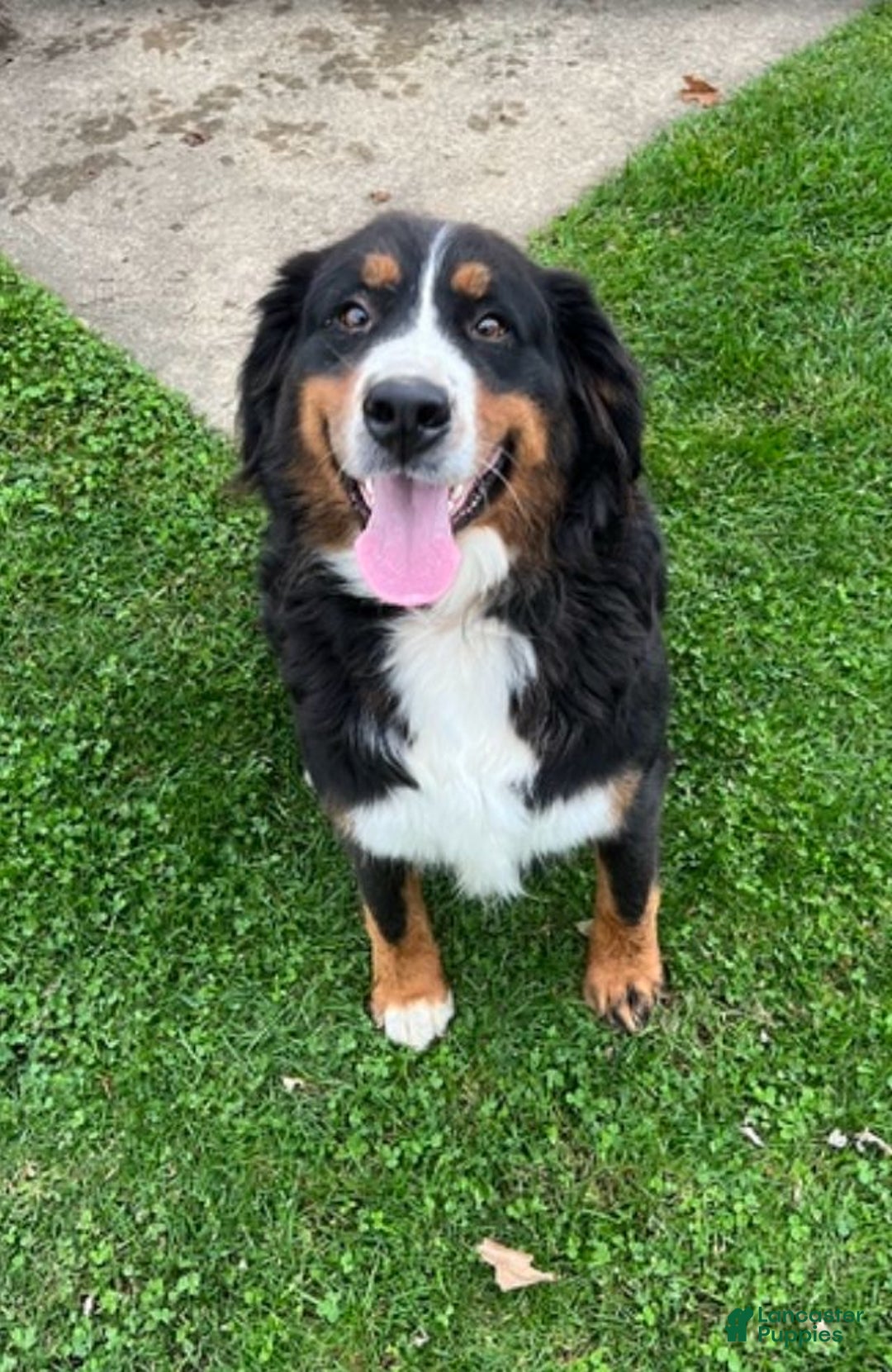 Bernese Mountain Dog dogs for sale: Pumbaa  - Ad 13