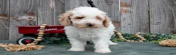 Toy Poodle dogs for sale: Dimple - Ad 2