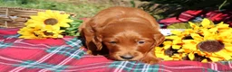 Mixed Breed dogs for sale: Rocky - Irish Goldendoodle  - Ad 5