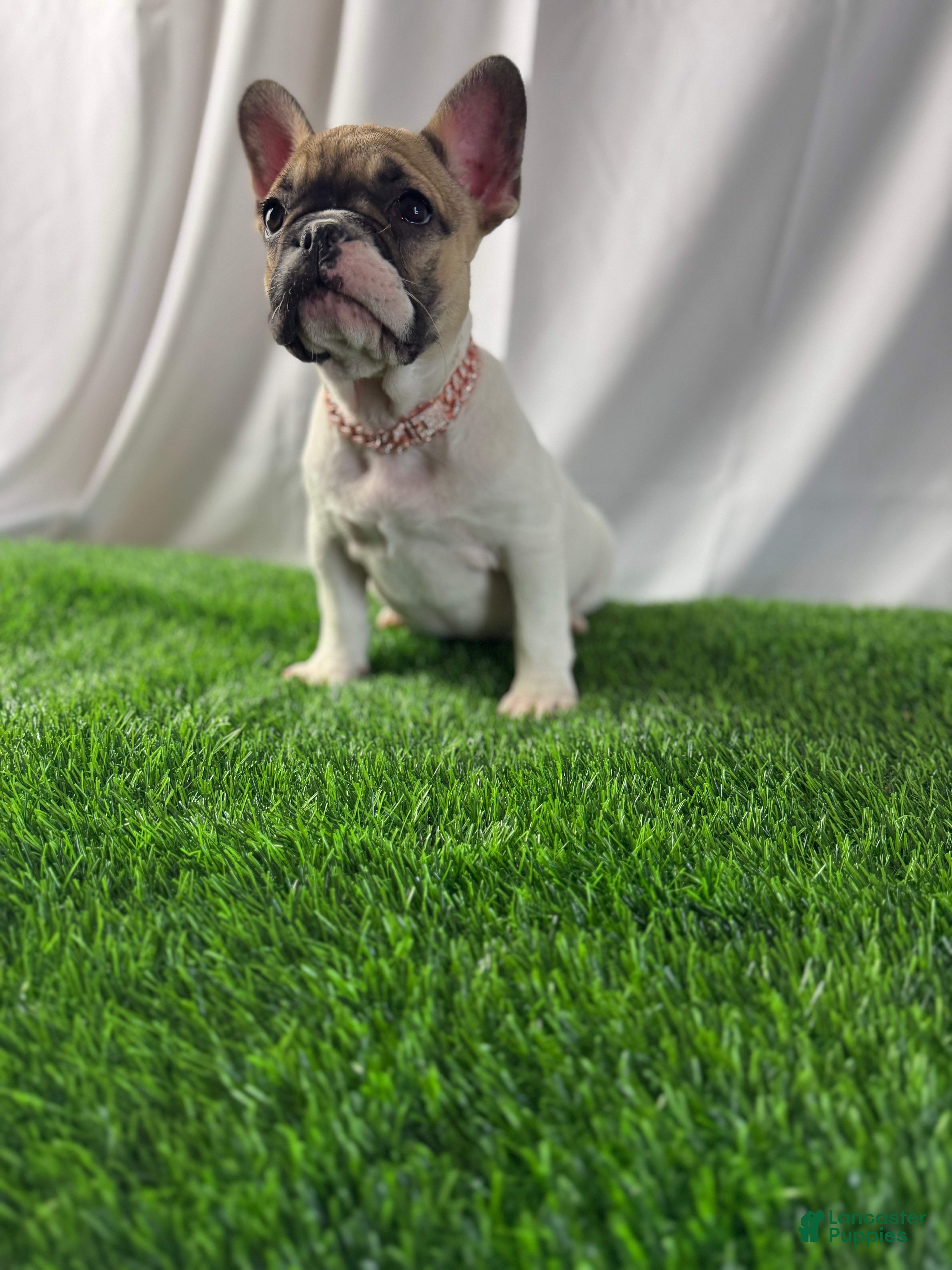 French Bulldog dogs for sale: Trina  - Ad 1