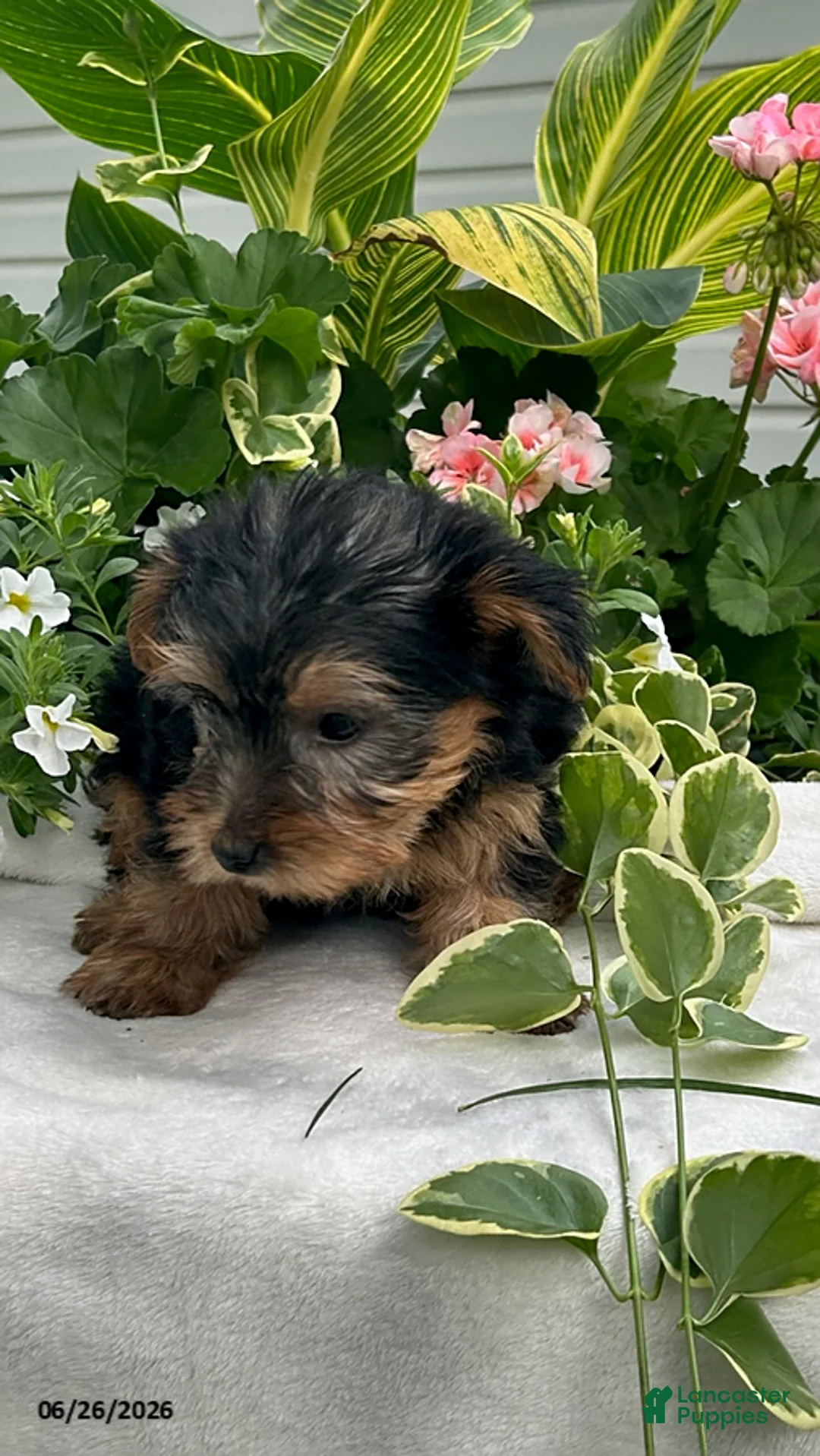 Yorkshire Terrier dogs for sale: Kiki - Ad 2