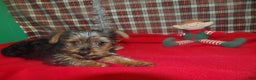 Yorkshire Terrier dogs for sale: Maxine - Ad 4
