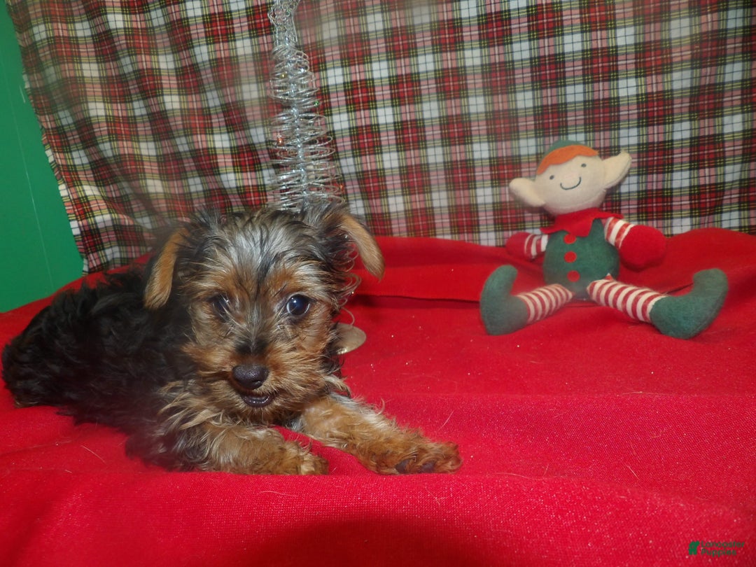 Yorkshire Terrier dogs for sale: Maxine - Ad 4