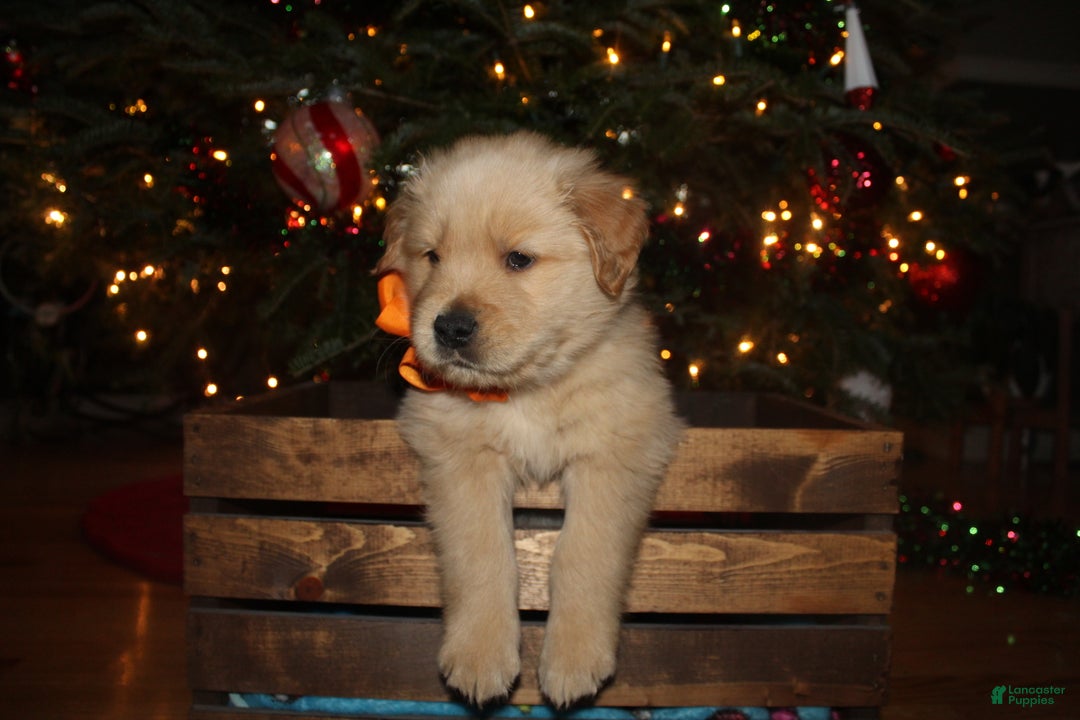 Golden Retriever dogs for sale: Golden Retriever Puppy orange  - Ad 2