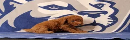 Mini Goldendoodle dogs for sale: Reva - Ad 3