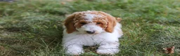 Standard Poodle dogs for sale: Blossom - Ad 8