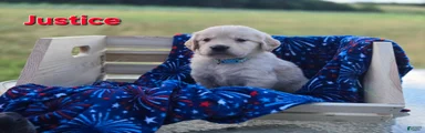 Golden Retriever 5