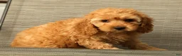 Cockapoo dogs for sale: Lucy - Ad 8
