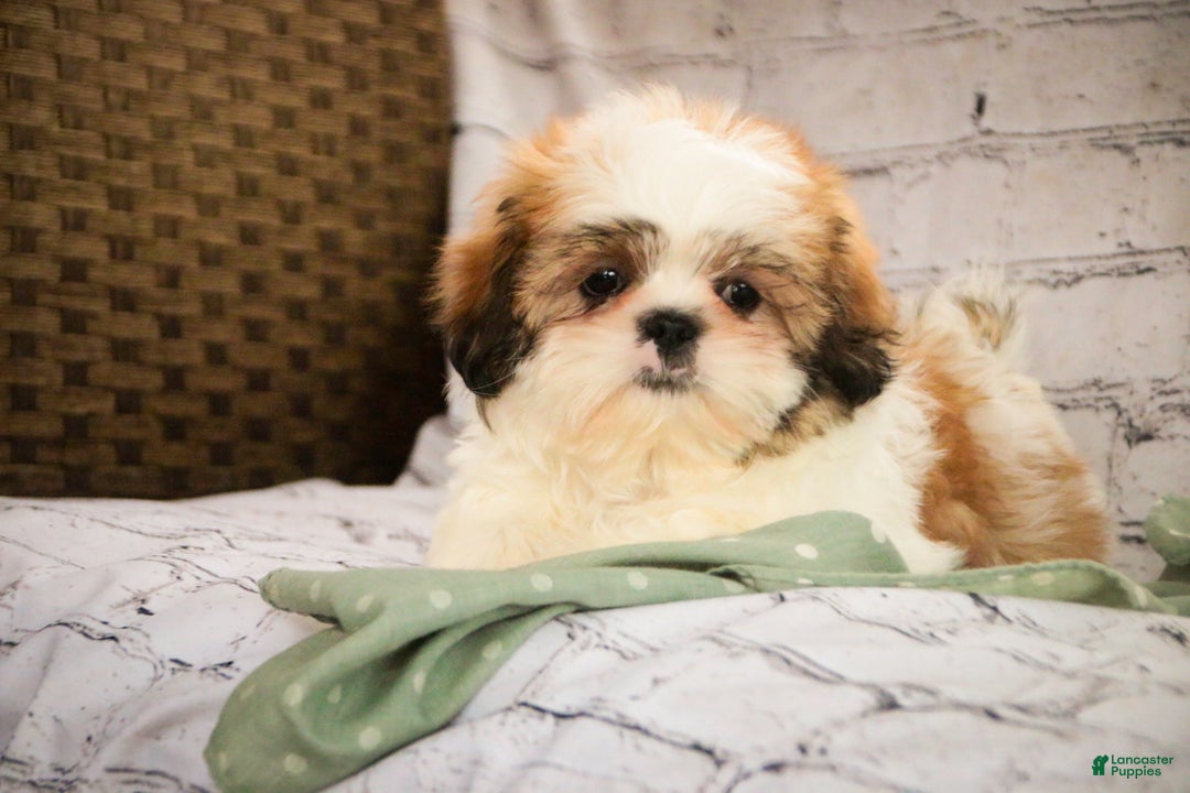 Shih Tzu dogs for sale: Bud - Ad 8