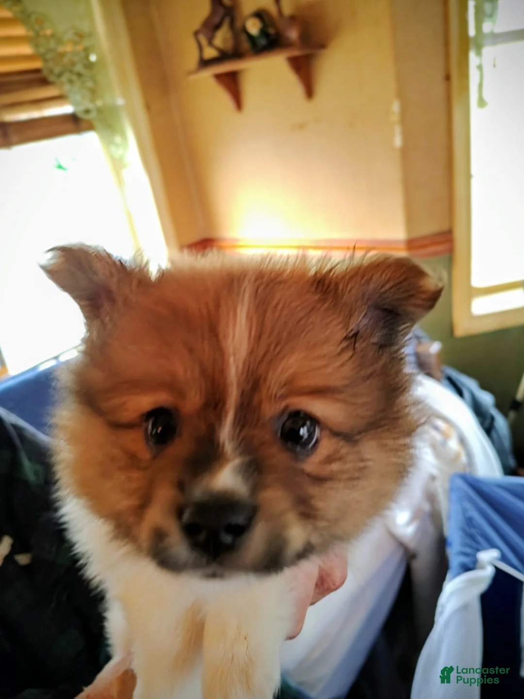 Mixed Breed dogs for sale: Mixed Breed Puppy 1 - Ad 1