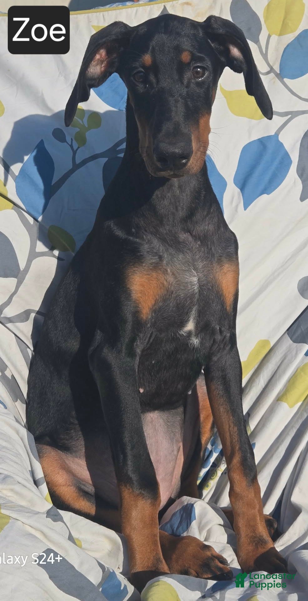 Doberman Pinscher dogs WEEKEND SPECIAL $300 OFF! Zoe - Ad 1