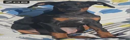 Doberman Pinscher dogs for sale: WEEKEND SPECIAL $500 OFF! Zoe - Ad 1
