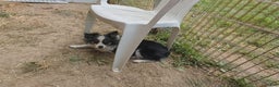 Australian Shepherd dogs for sale: NESSIE - Ad 2