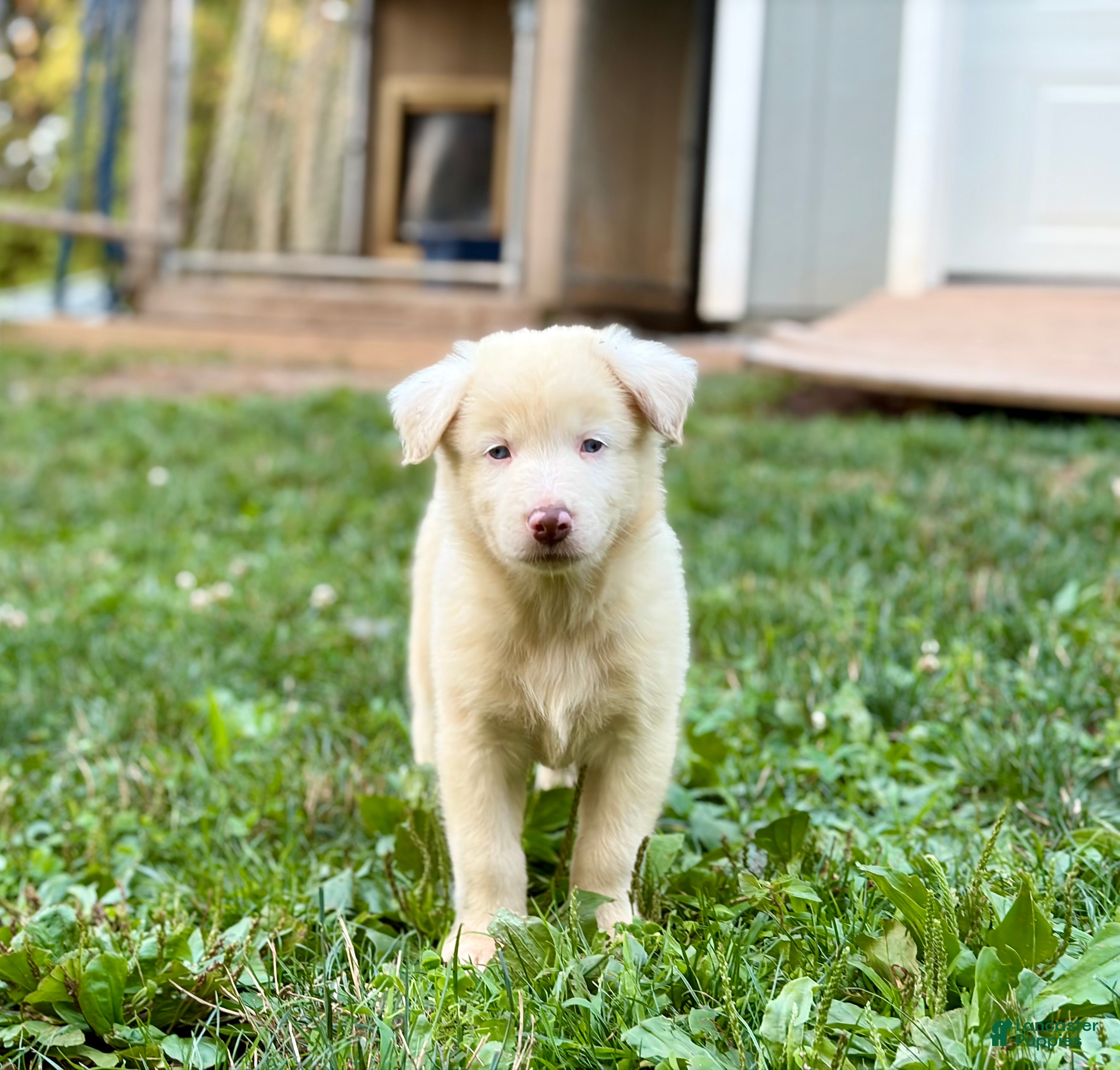 Australian Shepherd dogs Mark - Ad 1