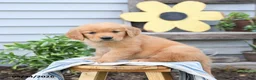 Golden Retriever dogs for sale: Sammy - Ad 2