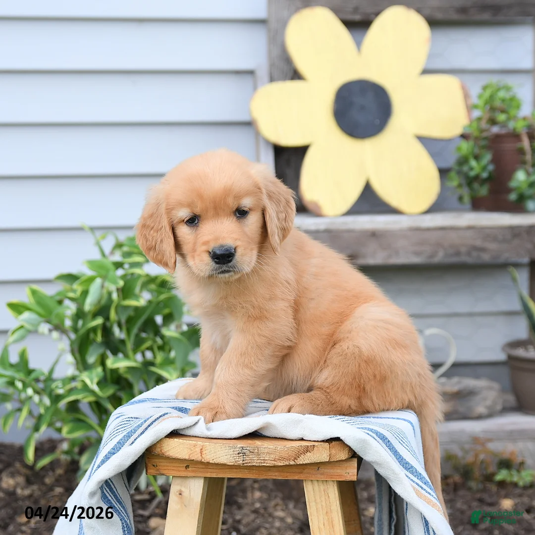 Golden Retriever dogs for sale: Sammy - Ad 2