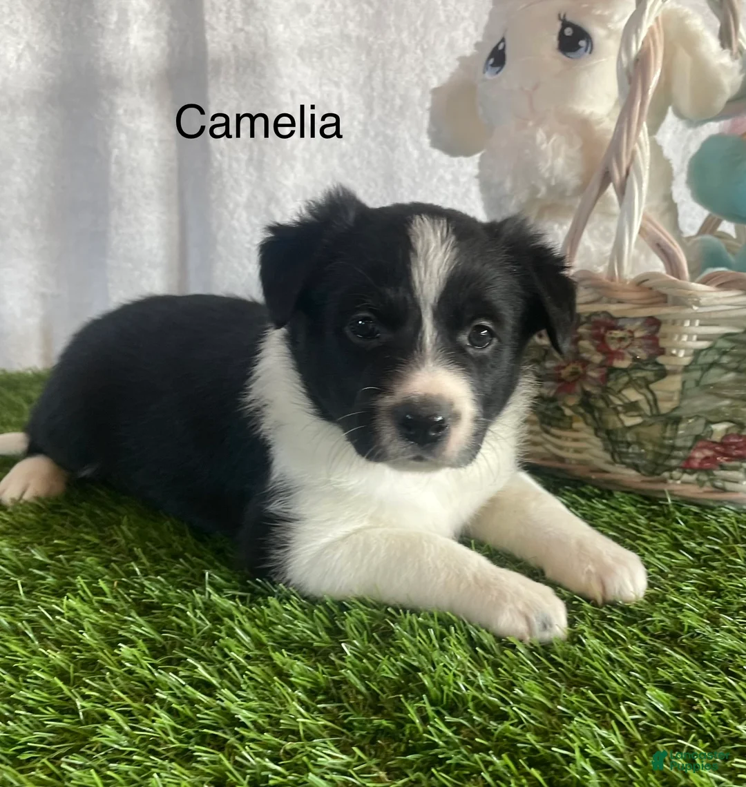 Border Collie dogs for sale: Border Collie Puppy 4 - Ad 2