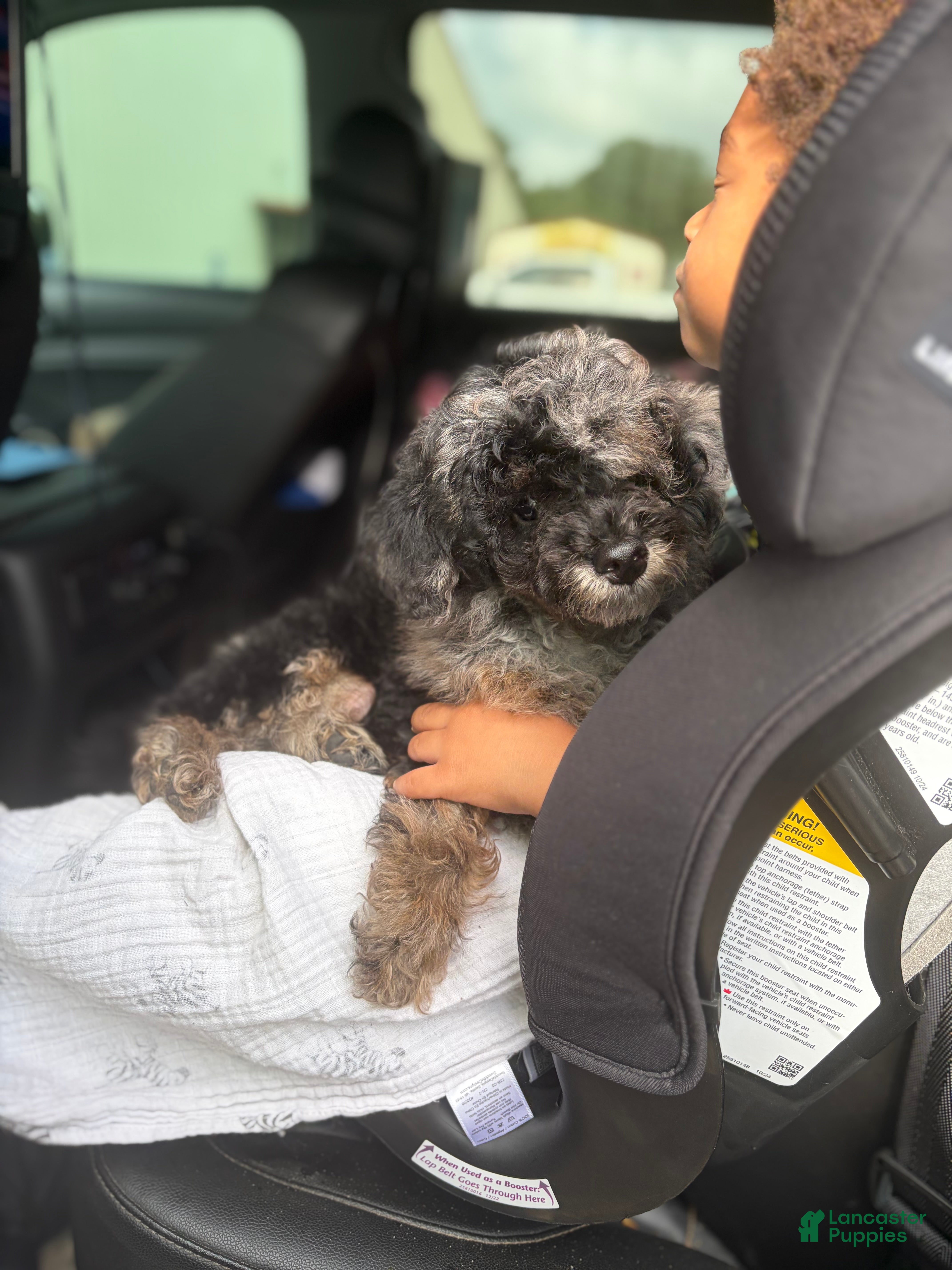 Miniature Poodle dogs AKC Baxter  - Ad 2