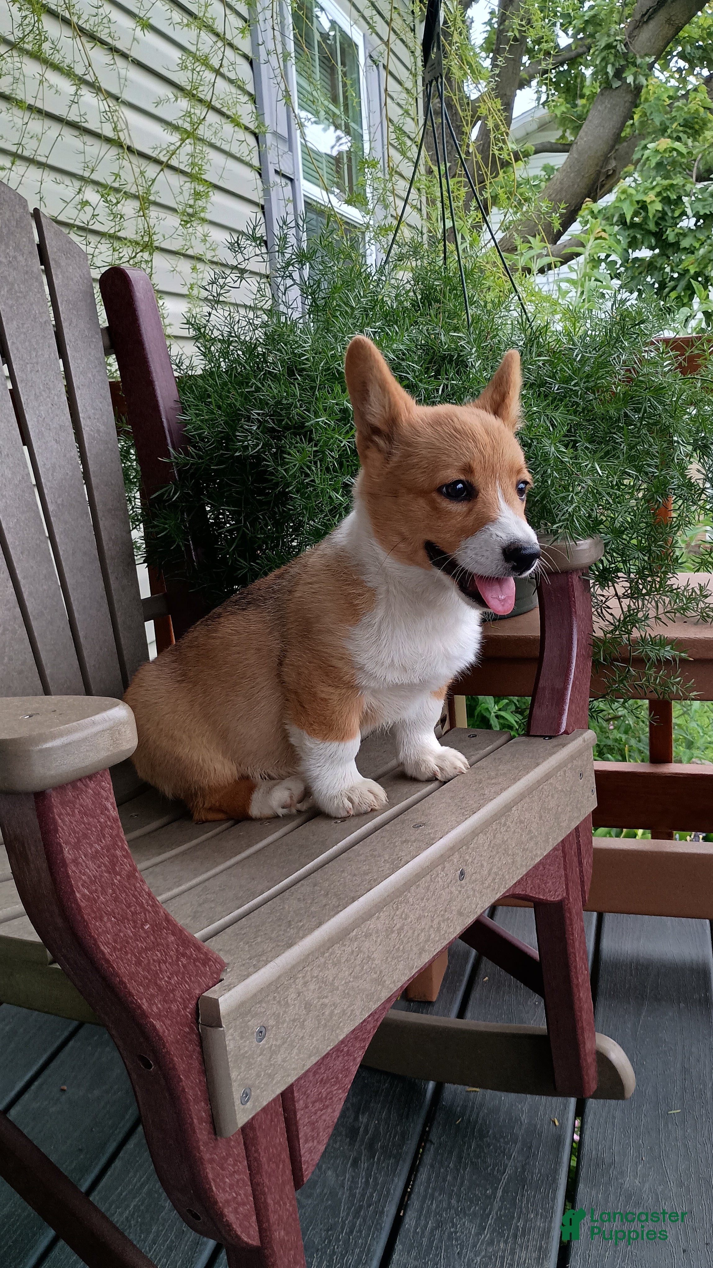 Welsh Corgi Pembroke dogs Buttercup - Ad 2