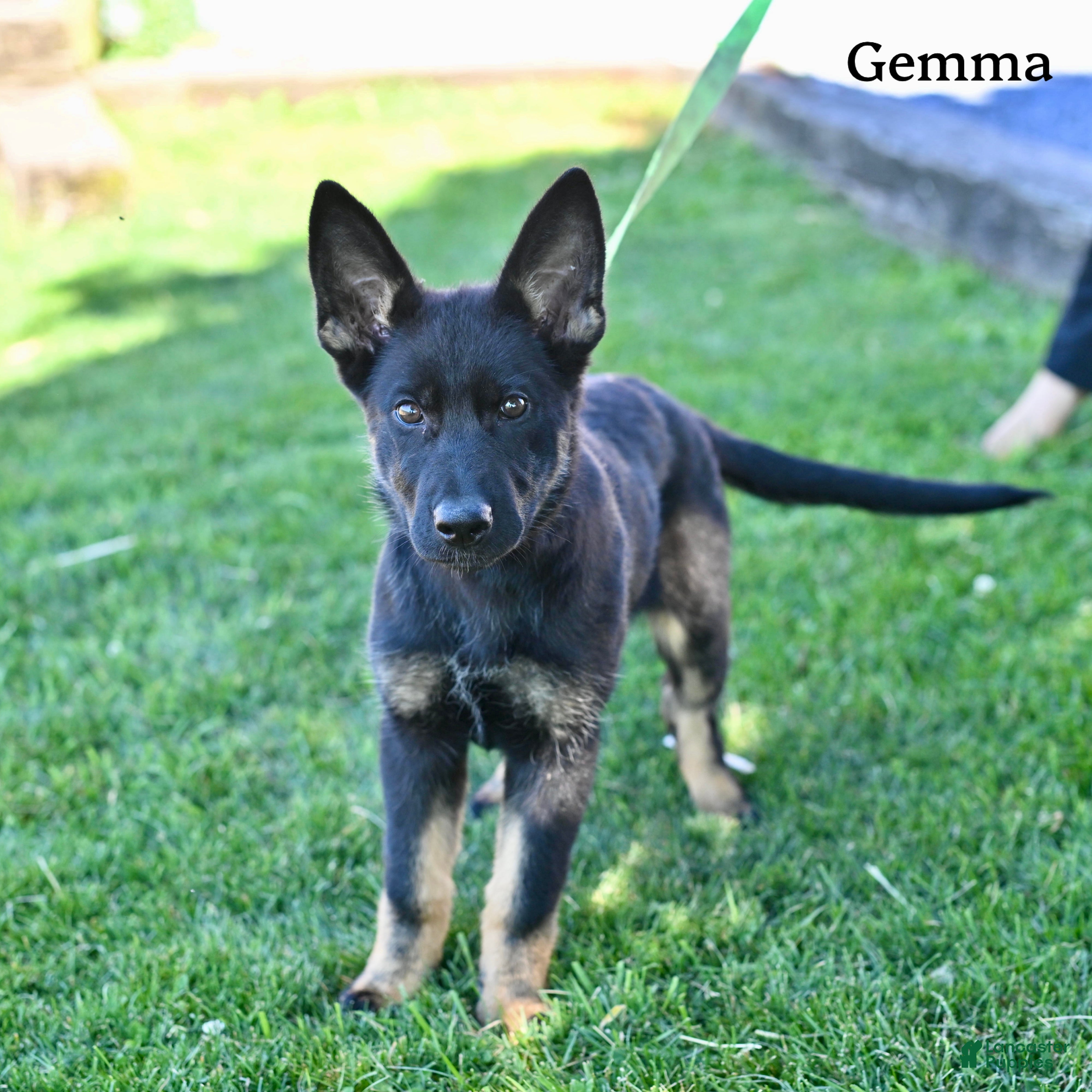 German Shepherd dogs Gemma - Ad 1