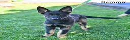 German Shepherd dogs for sale: Gemma - Ad 1