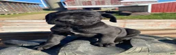 Cane Corso dogs for sale: Chance - Ad 1