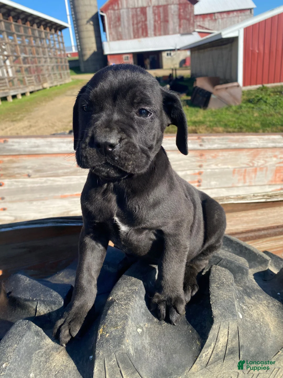 Cane Corso dogs for sale: Chance - Ad 1