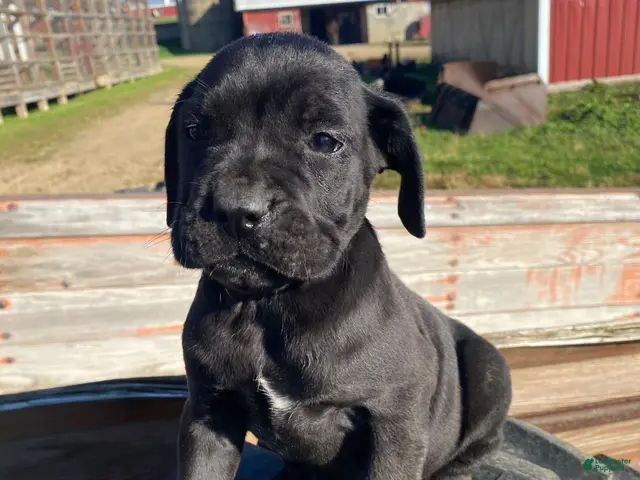Cane Corso dogs for sale: Chance - Ad 1
