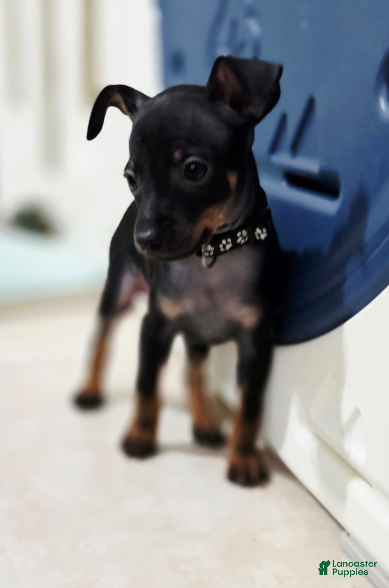 Miniature Pinscher dogs Black - Ad 2