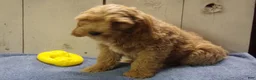 Cockapoo dogs for sale: Barry - Ad 9