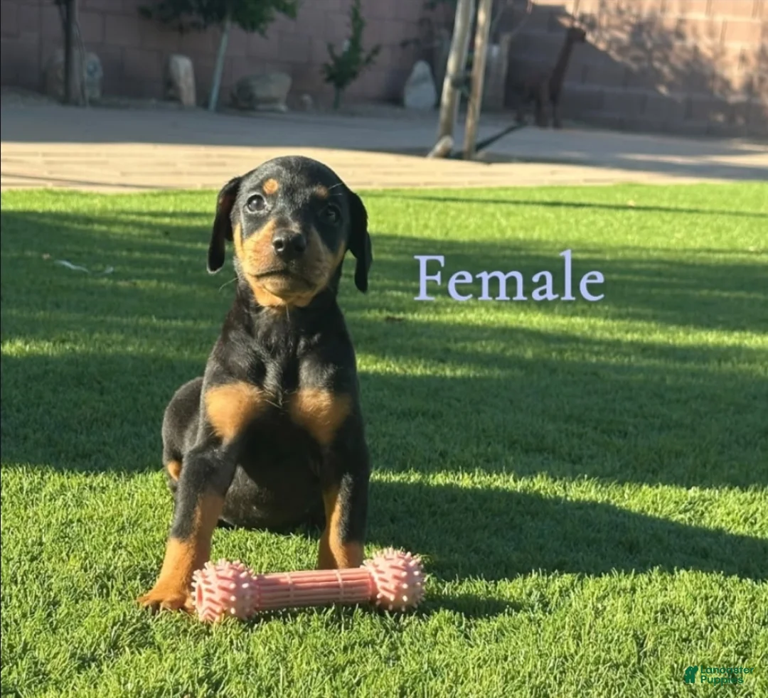 Doberman Pinscher dogs for sale: Akira F1 - Ad 1