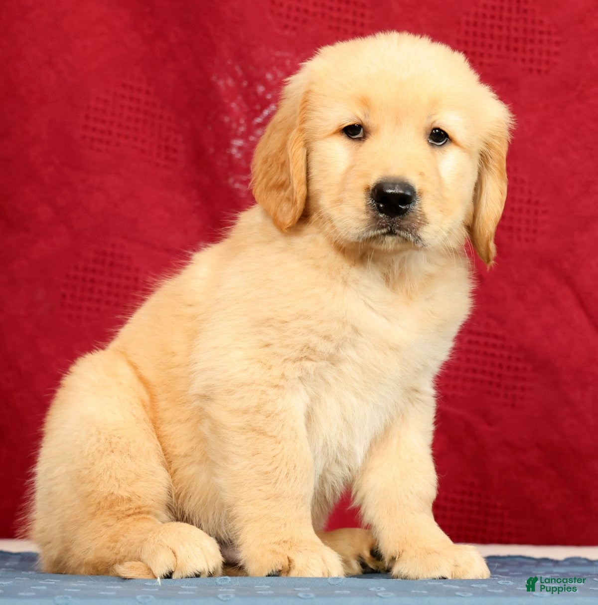 Golden Retriever dogs Denali - Ad 2