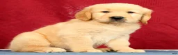 Golden Retriever dogs for sale: Denali - Ad 2