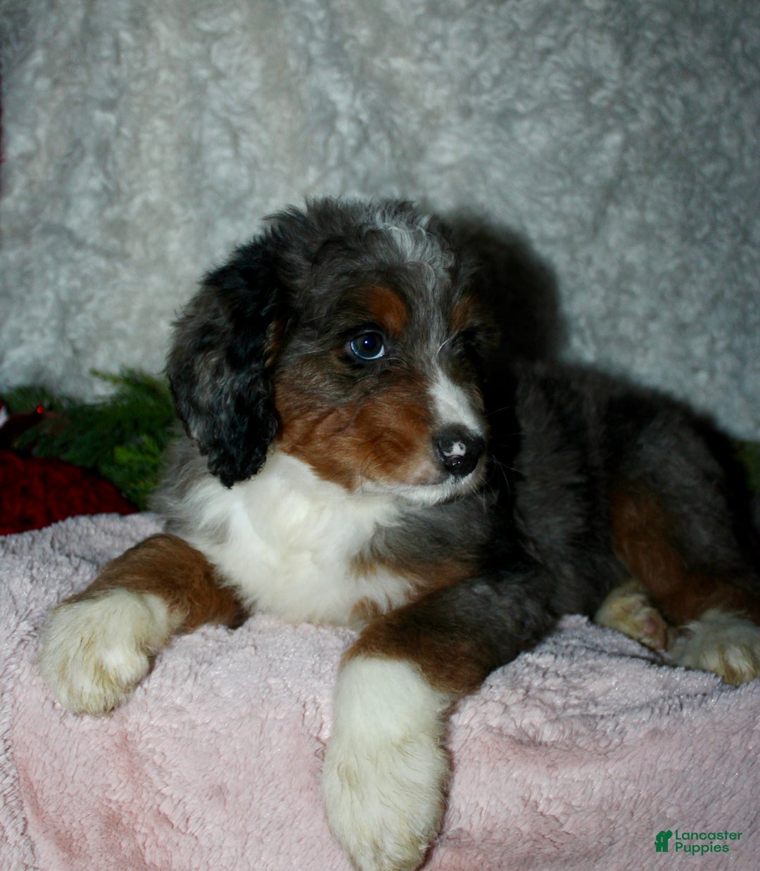 Bernedoodle dogs for sale: Jenny - Ad 5