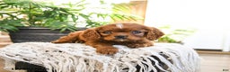 Cavalier King Charles Spaniel dogs for sale: Cinnamon - Ad 2